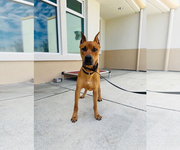 Medium Photo #3 Doberman Pinscher-Unknown Mix Puppy For Sale in Berkeley, CA, USA