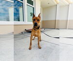 Small #2 Doberman Pinscher Mix