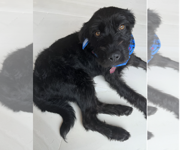 Medium Photo #11 Wirehaired lab Puppy For Sale in Newport Beach, CA, USA