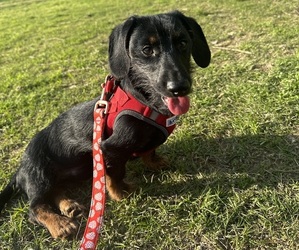 Dachshund Puppy for sale in RAMSEUR, NC, USA