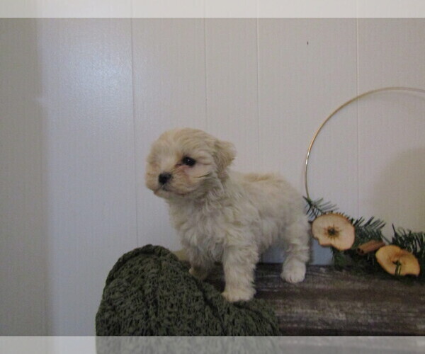 Medium Photo #30 Maltipoo (Miniature) Puppy For Sale in SUGARCREEK, OH, USA