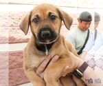 Small #5 Retriever  Mix