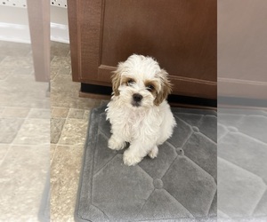 Shih-Poo Puppy for sale in TROY, NY, USA
