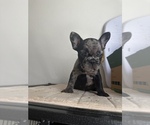 Puppy 4 French Bulldog