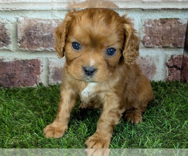 Medium Photo #11 Cavalier King Charles Spaniel Puppy For Sale in MOBERLY, MO, USA