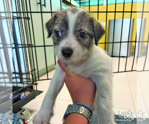 Medium Photo #2 Mutt Puppy For Sale in Washington, DC, USA