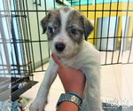 Small #1 Mutt