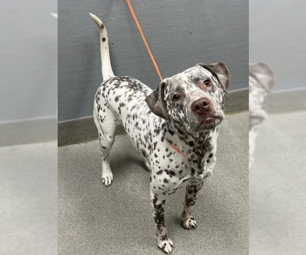 Medium Photo #1 Dalmatian-Unknown Mix Puppy For Sale in Las Vegas, NV, USA