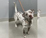 *BEAVIS - Male Dalmatian-Unknown Mix Dog for Adoption - Small photo
