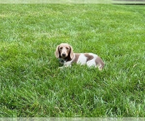 Father of the Dachshund puppies born on 06/18/2025
