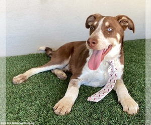 Trent - Male Siberian Husky-Unknown Mix Dog for Adoption - Photo #2
