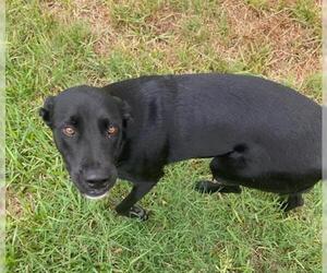 Labrador Retriever-Unknown Mix Dogs for adoption in San Antonio, TX, USA