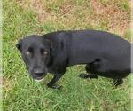 Small Labrador Retriever Mix