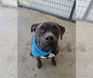 American Staffordshire Terrier-Mastiff Mix Dogs for adoption in McCormick, SC, USA