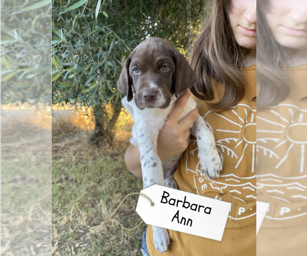 Medium Photo #38 Pointer Puppy For Sale in SACRAMENTO, CA, USA