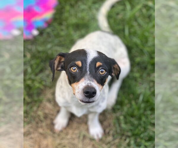 Medium Photo #3 Jack Russell Terrier-Unknown Mix Puppy For Sale in Dana Point, CA, USA