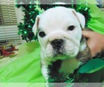 Small Photo #9 English Bulldog Puppy For Sale in HAMILTON, OH, USA
