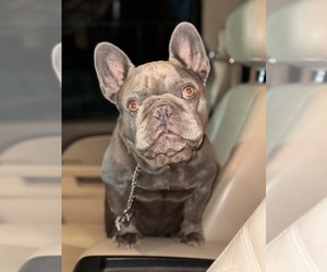 French Bulldog Puppy for sale in PORT ARTHUR, TX, USA