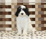 Small #2 Bernedoodle (Miniature)