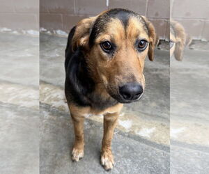 Mutt Dogs for adoption in Hilton Head, SC, USA