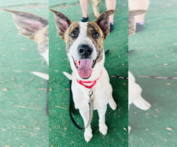 Medium Photo #1 Mutt Puppy For Sale in Clarkesville, GA, USA