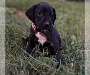 Great Dane-Redbone Coonhound Mix Dogs for adoption in Forest, VA, USA