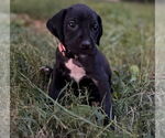 Small Great Dane-Redbone Coonhound Mix