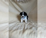 Small Photo #10 Chihuahua Puppy For Sale in JACKSON, GA, USA