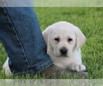 Small Photo #8 Labrador Retriever Puppy For Sale in SYRACUSE, IN, USA