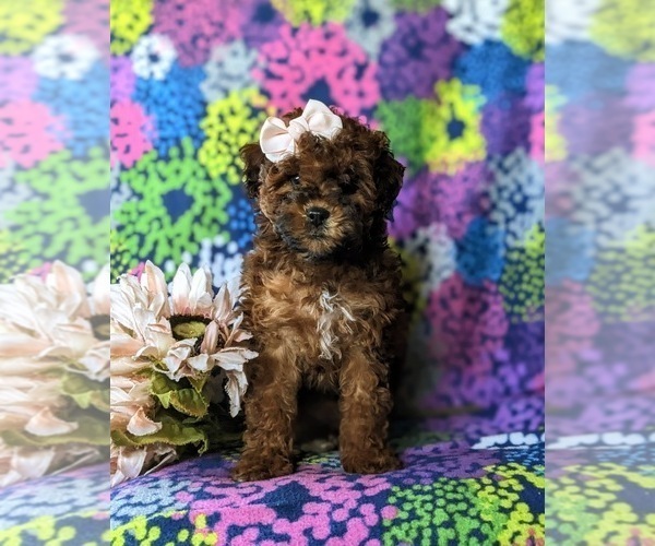 Medium Photo #6 ShihPoo Puppy For Sale in LINCOLN UNIVERSITY, PA, USA