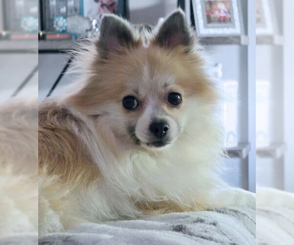 Medium Photo #7 Pomeranian Puppy For Sale in Tustin, CA, USA