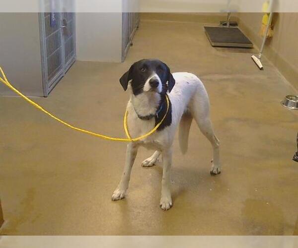 Medium Photo #1 Border Collie Puppy For Sale in Sacramento, CA, USA