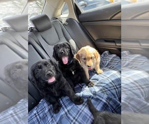 Australian Retriever Puppy for sale in HUNTSVILLE, AL, USA