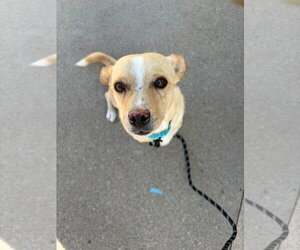 Rowan - Male Chihuahua-Unknown Mix Dog for Adoption - Photo #3