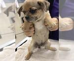 Small #1 Pug Mix