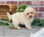 Small #22 Poodle (Toy)-West Highland White Terrier Mix