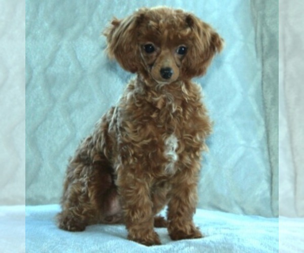 Medium Photo #1 Poodle (Toy) Puppy For Sale in ARTHUR, IL, USA