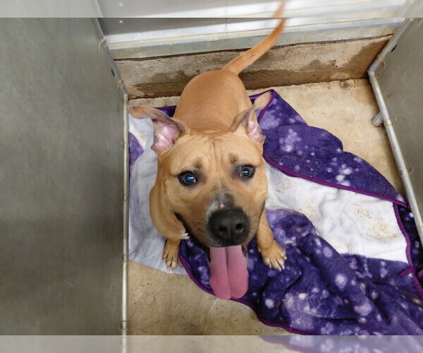 Medium Photo #2 American Bulldog-Unknown Mix Puppy For Sale in La Porte, IN, USA