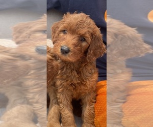 Goldendoodle Puppy for sale in NIOTA, TN, USA