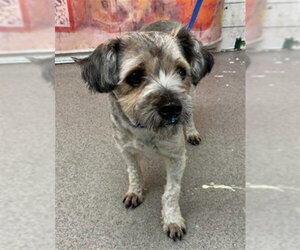 Miniature Schnauzer-Unknown Mix Dogs for adoption in San Bernardino, CA, USA