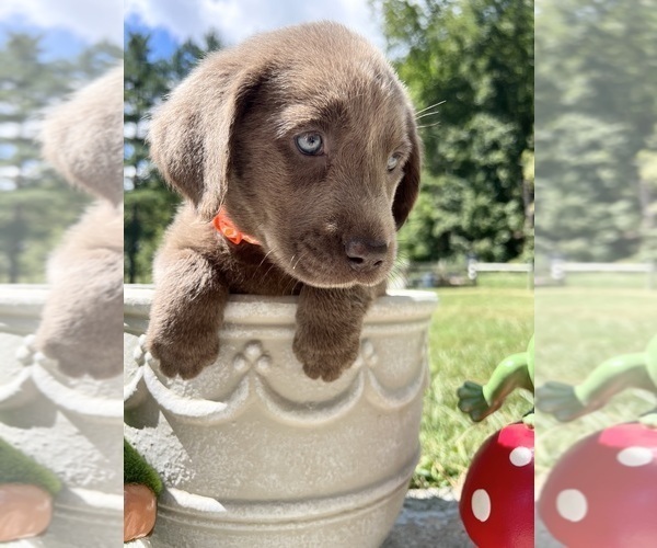 Medium Photo #5 Labrador Retriever Puppy For Sale in NEOLA, WV, USA