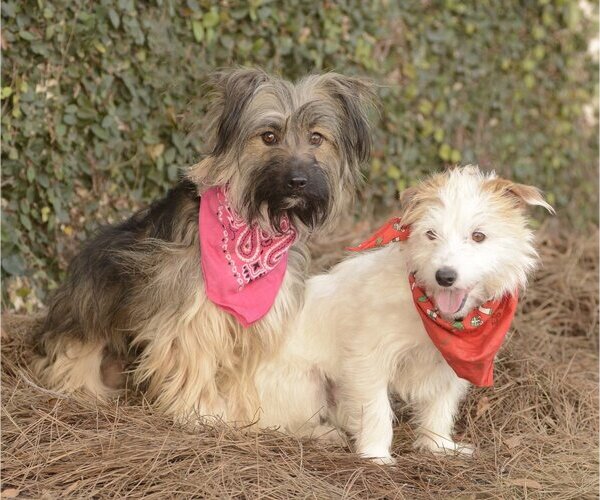 Medium Photo #7 Mutt Puppy For Sale in Dana Point, CA, USA