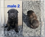 Puppy Puppy 2 Belgian Malinois