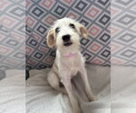 Small #4 Mutt