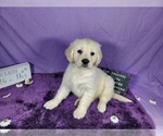 Small Photo #68 English Cream Golden Retriever Puppy For Sale in PEYTON, CO, USA