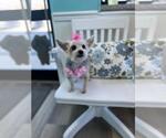 Small #1 Maltese Mix
