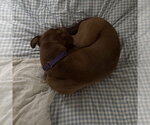 Small #17 Labrador Retriever Mix