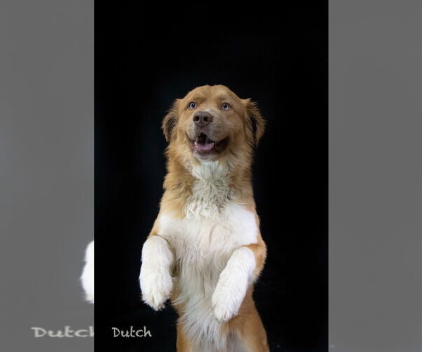 Medium Photo #2 Australian Retriever Puppy For Sale in Hot Springs Village, AR, USA