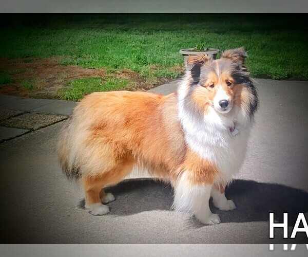 Medium Photo #1 Shetland Sheepdog Puppy For Sale in WAYNESVILLE, GA, USA