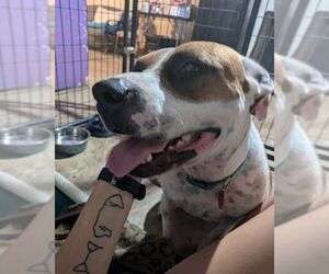 Laverne - Female American Staffordshire Terrier-Boxer Mix Dog for Adoption - Photo #8